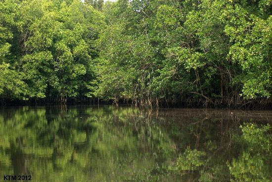 Cherating River