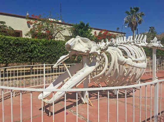 Museo de Historia Natural Cabo San Lucas