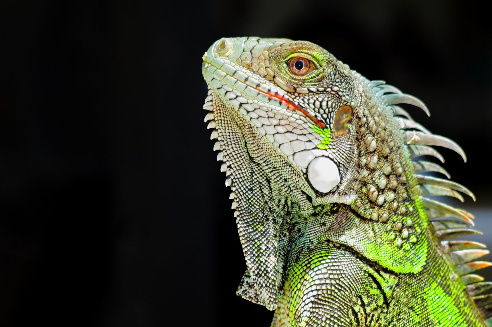 Iguana Project