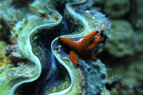 HP Reef