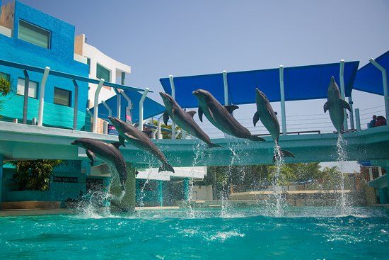 Acuario Interactivo